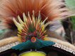 Cassowary Feathers in Headdress