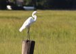 Great Egret at Village Creek Landing
