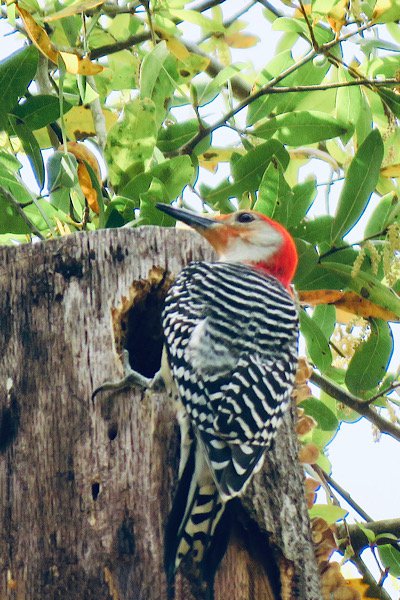 Red-bellied Woodpecker