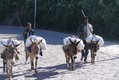 Donkeys carry water and supplies