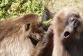 Gelada baboons