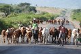 Cattle roadblock