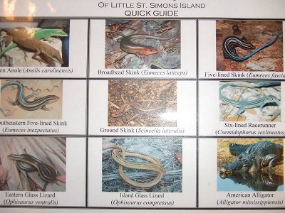 5_Lizard Guide.JPG
