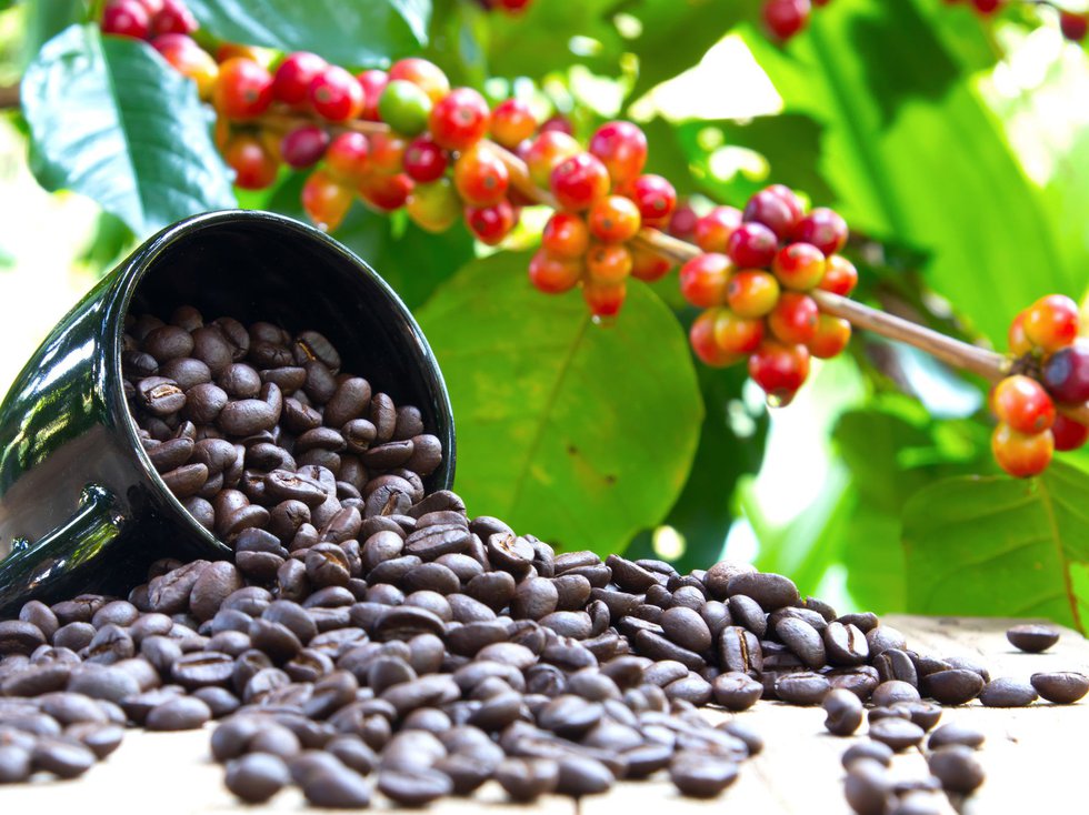 Coffee plant and beans