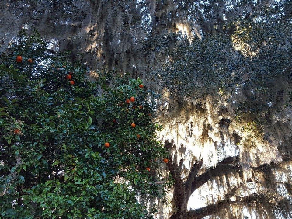 Seville orange trees at Fort Frederica