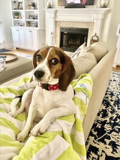 Sadie the beagle