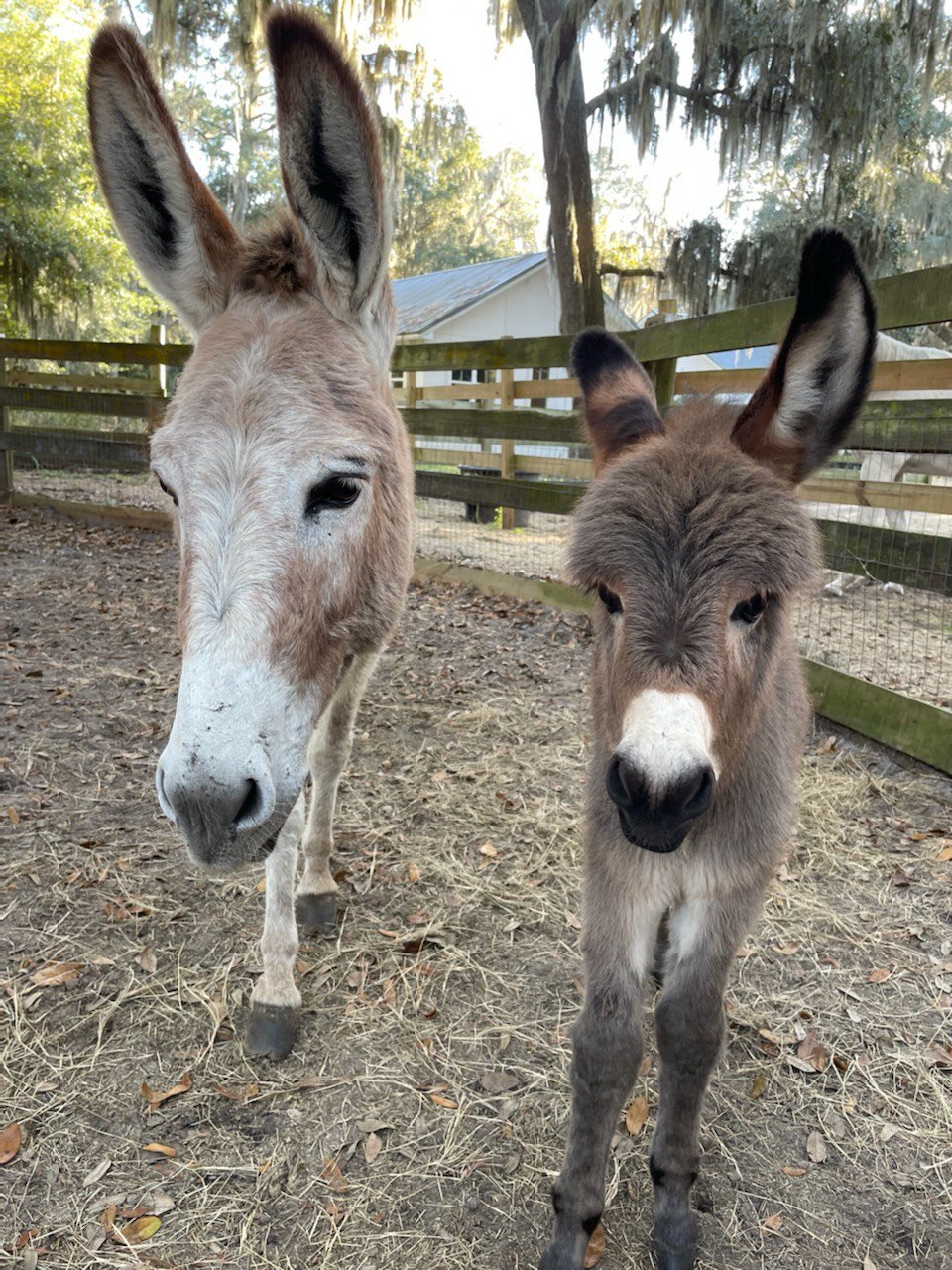 Mama and baby donkey at The Farm at Oatland