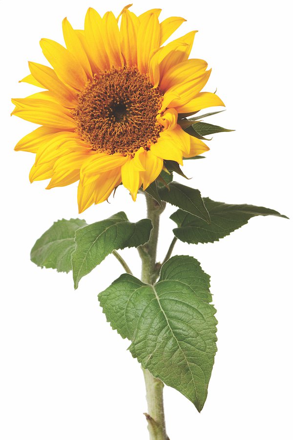Feature_Sunflower_June2022.jpeg
