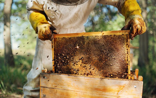 Beekeeper and honeycomb