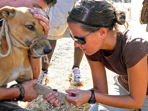 Research on dog pathogens, Victoria Falls, Zimbabwe (Photo courtesy of Anna McRee).jpg