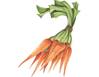 carrots 2.png
