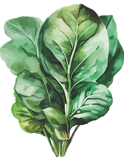 Spinach 2.png