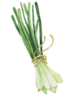 Green Onions.png