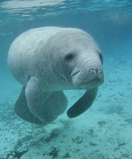manatee.png