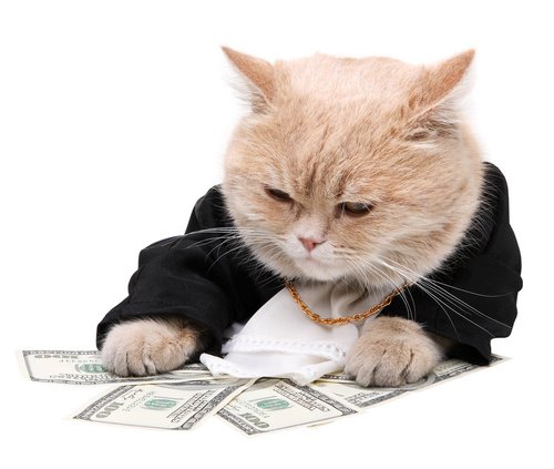 cat with money.jpg
