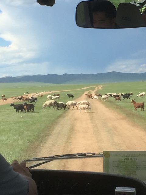 Goats crossing