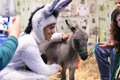 Donkey Luke Brown with Gussie