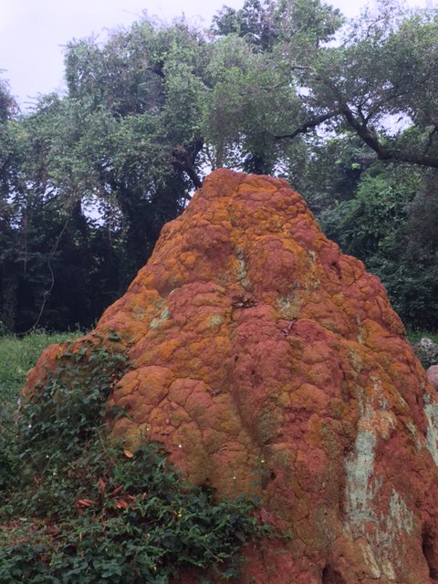 Beautiful termite mound