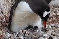 Penguin nesting with chicks