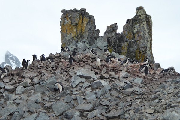 Penguins on rocks