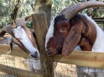 Goats at The Farm at Oatland North