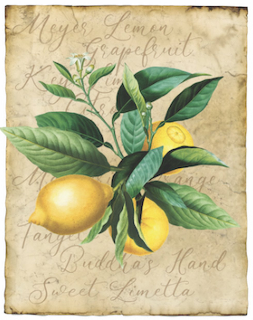 Lemons Opening