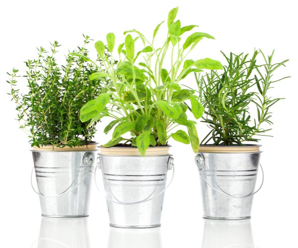 Herbs in cans