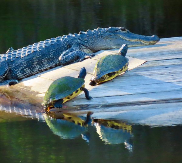 Alligator and turtles
