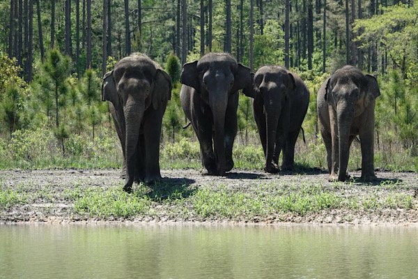 Elephants at White Oak