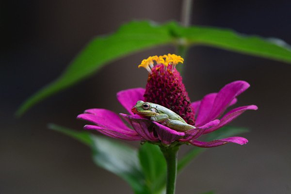 Tree frog on flower