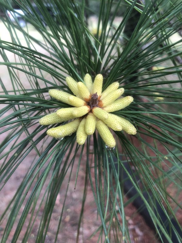 pine 2-20 (4).jpg