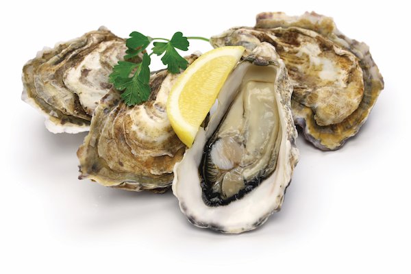 fresh oysters isolated on white background