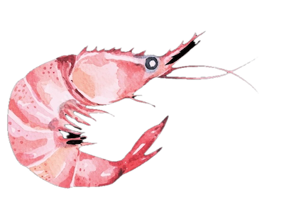 shrimp1.png