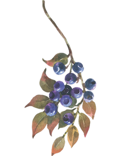 blueberries branch.png