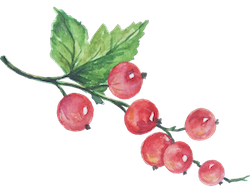 cranberries.png
