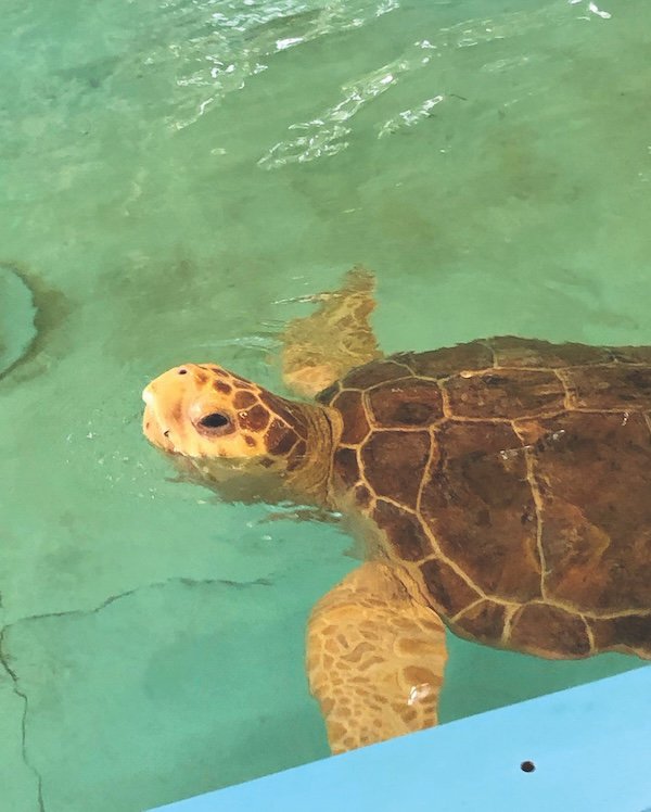 Patient at the Georgia Sea Turtle Center