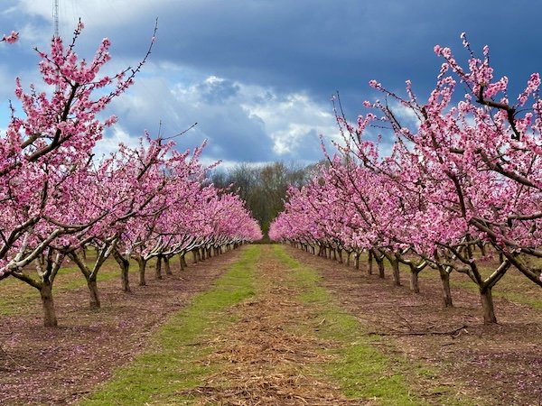 Peach Blossoms at Pearson Farms in Fort Valley GA.jpg