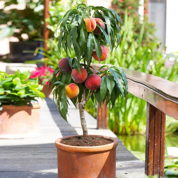 Bonanza Patio Peach Tree.jpg